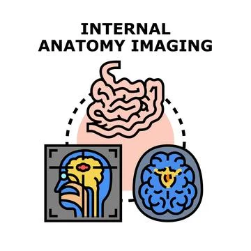 Internal human anatomy imaging and diagnostics concept Stock Illustration