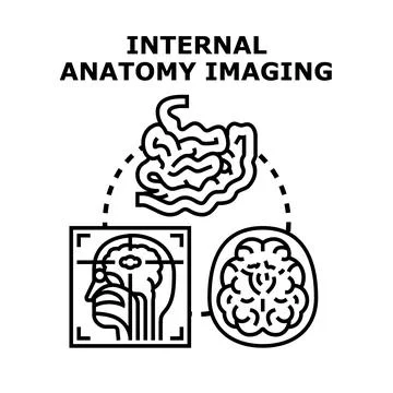 Internal human anatomy imaging and diagnostics concept Stock Illustration