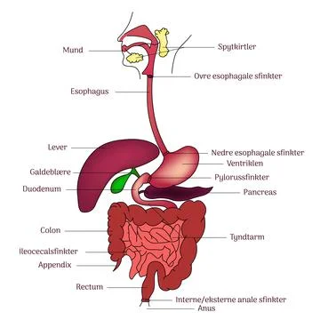 Internal human Digestive system anatomy illustration line art with labels vector Stock Illustration