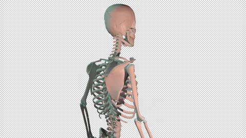 Internal Intercostal Muscles Full Rotation Loop Stock Footage 154398688