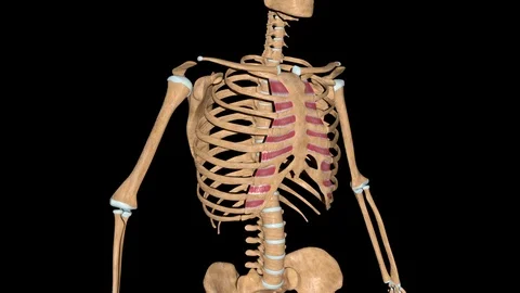 Internal Intercostal Muscles on Skeleton Stock Footage 127561166