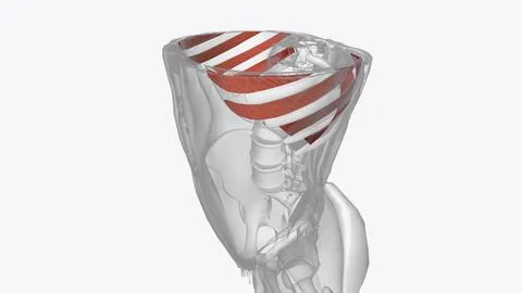 The internal intercostals pull down on the rib cage and push air out of the l Illustrazione stock