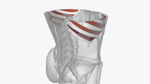 The internal intercostals pull down on the rib cage and push air out of the l Illustrazione stock