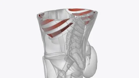 The internal intercostals pull down on the rib cage and push air out of the l Illustrazione stock