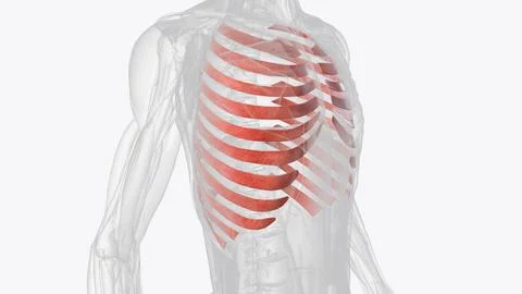 The internal intercostals pull down on the rib cage and push air out of the l Illustrazione stock