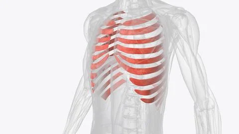 The internal intercostals pull down on the rib cage and push air out of the l Illustrazione stock