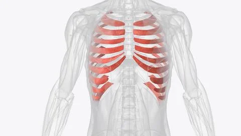 The internal intercostals pull down on the rib cage and push air out of the l Illustrazione stock