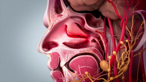 Internal nasal cavity anatomy shown in 3D Vidéo 344955830
