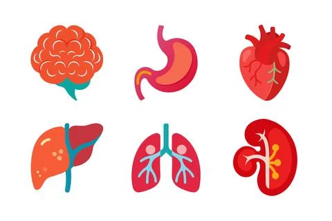 Internal Organ of human body vector elements bundle イラスト素材