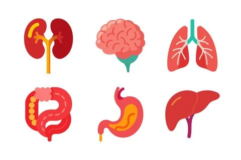Internal Organ of human body vector elements bundle Stock Illustration