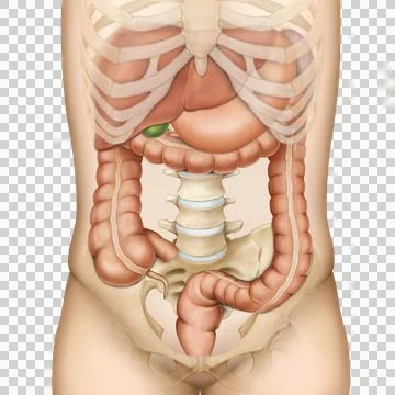 Internal organ Stock Illustration
