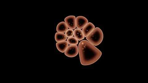 Internal Organelles Drift Within Individual Living Cells Vídeos de archivo 344512883