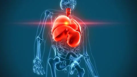 Internal organs 3d rendering Stock Illustration