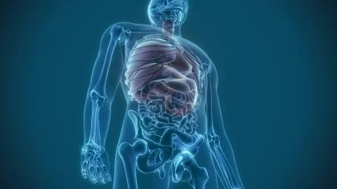 Internal organs 3d rendering 스톡 일러스트