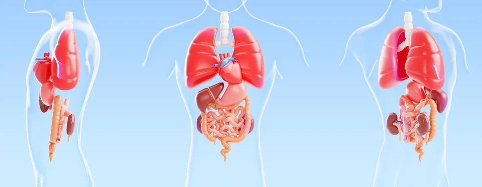 Internal organs anatomy 3D model - transparent human body in front, side and Stock Illustration