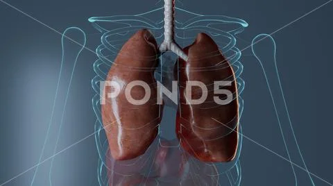 Internal organs anatomy: Royalty Free #142633702 Biology Diagrams