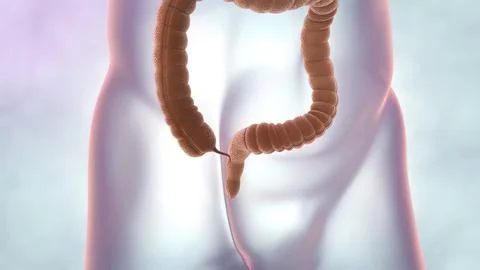 Internal organs and human defecation system. Medical illustration of large in Illustrazione stock