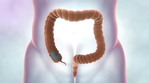 Internal organs and human defecation system. Medical illustration of large in Illustrazione stock