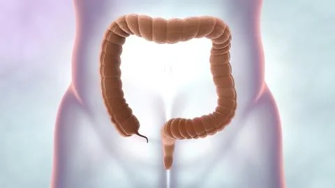 Internal organs and human defecation system. Medical illustration of large in Illustrazione stock