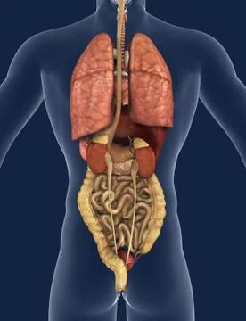 Internal Organs Back View Stock Illustration