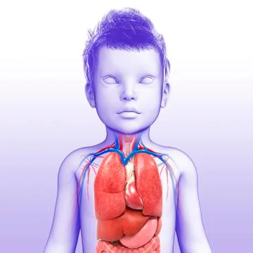 Internal organs of a child, illustration Stock Illustration