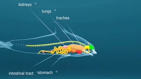 Internal organs of common bottlenose dolphin Stock Footage 282128585
