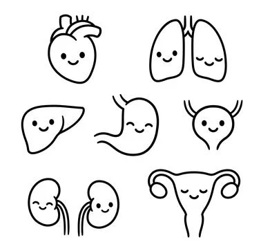 Internal organs with cute smiling faces Stock Illustration