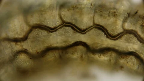Internal organs of the Ephemeroptera larva under a microscope Stock Footage 92644176
