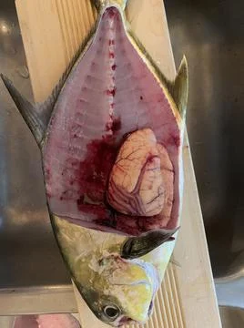 Internal organs of a fish Stock Photos