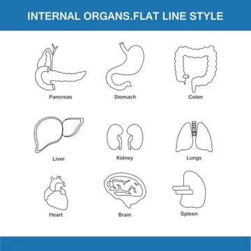 Internal organs flat line style Stock Illustration