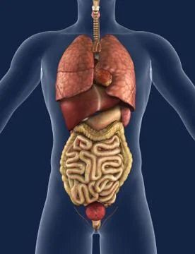 Internal Organs Front View Stock Illustration