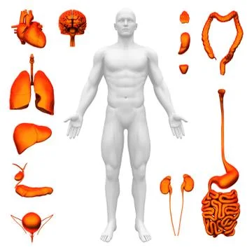 Internal organs - Human anatomy Stock Illustration