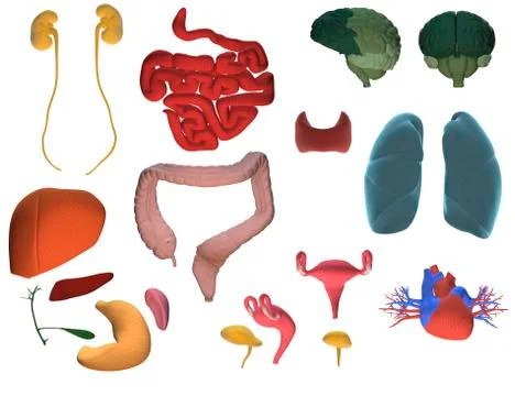 Internal organs of a human body, 3d illustration, isolated Stock Illustration