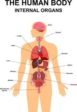 Internal organs of human body flat infographic poster scheme with icons images Stock Illustration