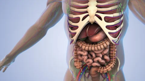 Internal organs in a human body Stock Footage 242960583