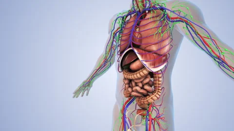 Internal organs in a human body Stock Footage 242961310
