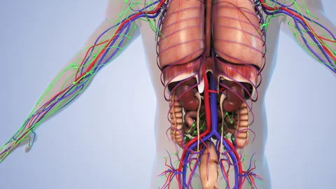 Internal organs in a human body Stock Footage 242962462