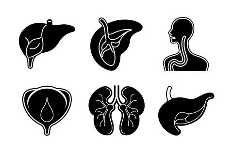 Internal Organs of human body vector silhouette art illustration bundle Stock Illustration