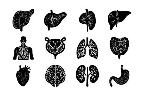 Internal Organs of human body vector silhouette art illustration bundle Stock Illustration