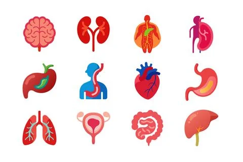 Internal Organs of human body vector art illustration bundle Stock Illustration