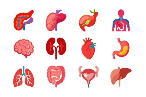 Internal Organs of human body vector art illustration bundle Illustrazione stock