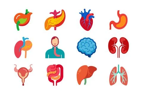 Internal Organs of human body vector art illustration bundle Stock Illustration