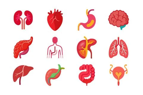 Internal Organs of human body vector art illustration bundle Illustrazione stock