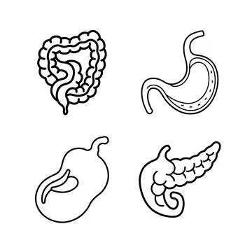 Internal Organs of human body vector line art illustration bundle Stock Illustration