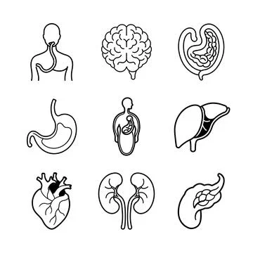Internal Organs of human body vector line art illustration bundle Stock Illustration