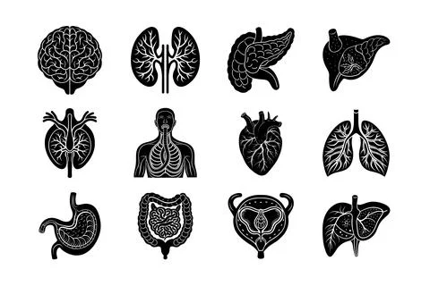 Internal Organs of human body vector silhouette art illustration bundle Stock Illustration