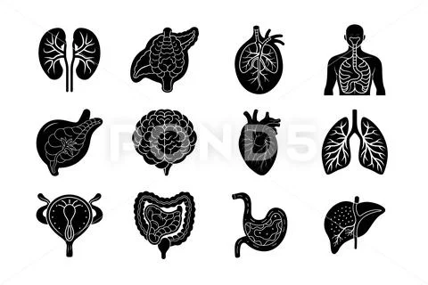 Internal Organs of human body vector silhouette art illustration bundle ...