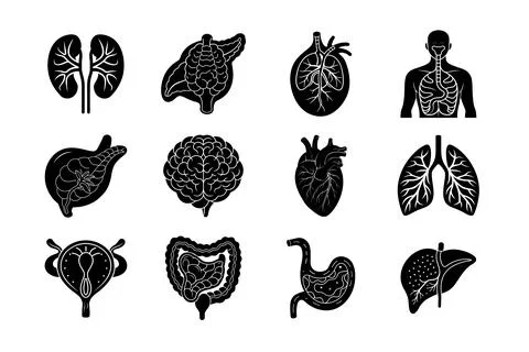 Internal Organs of human body vector silhouette art illustration bundle Stock Illustration