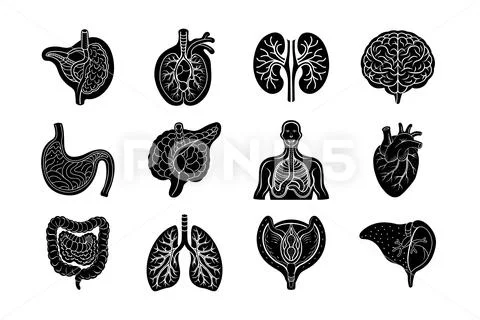 Internal Organs of human body vector silhouette art illustration bundle ...