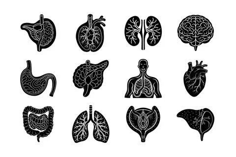 Internal Organs of human body vector silhouette art illustration bundle Stock Illustration
